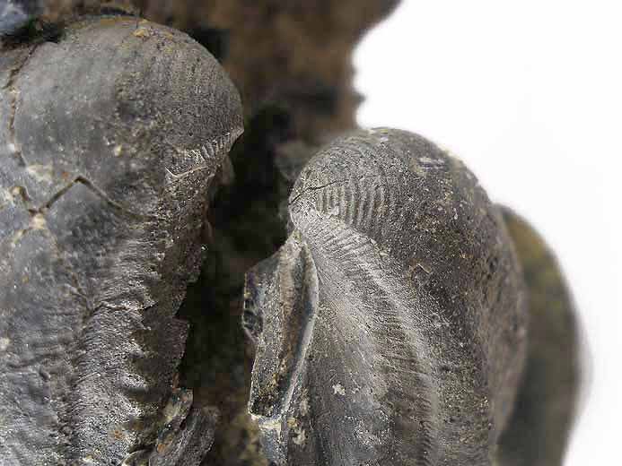Trigonia sp fossile jurassique Boulonnais