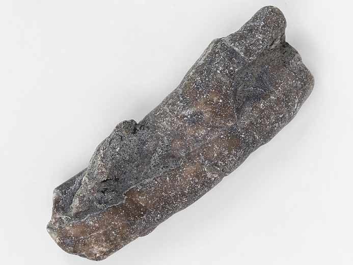 Vers Neovermilia fossile jurassique Boulonnais