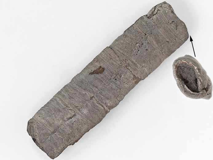 Vers Neovermilia fossile jurassique Boulonnais