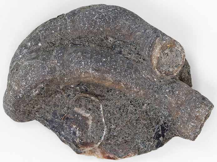 Vers Neovermilia fossile jurassique Boulonnais