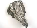 Filograna socialis fossile jurassique Boulonnais
