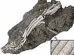Filograna fossile jurassique Boulonnais