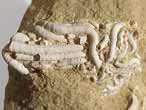 Filograna fossile jurassique Boulonnais