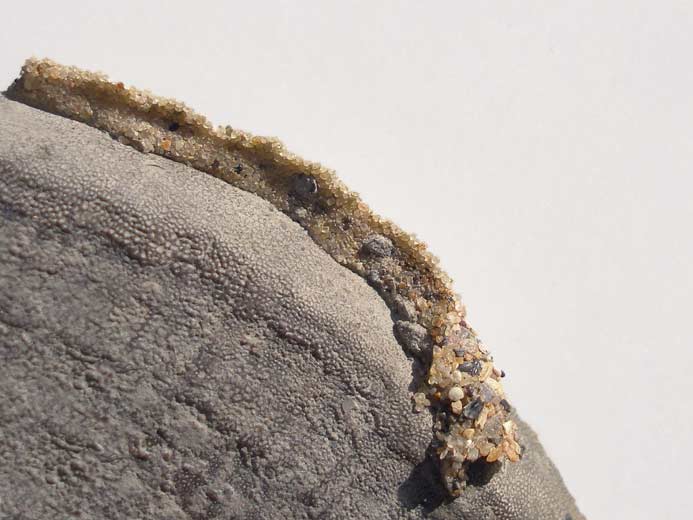 Vers fossile jurassique Boulonnais