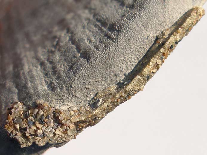 Vers fossile jurassique Boulonnais