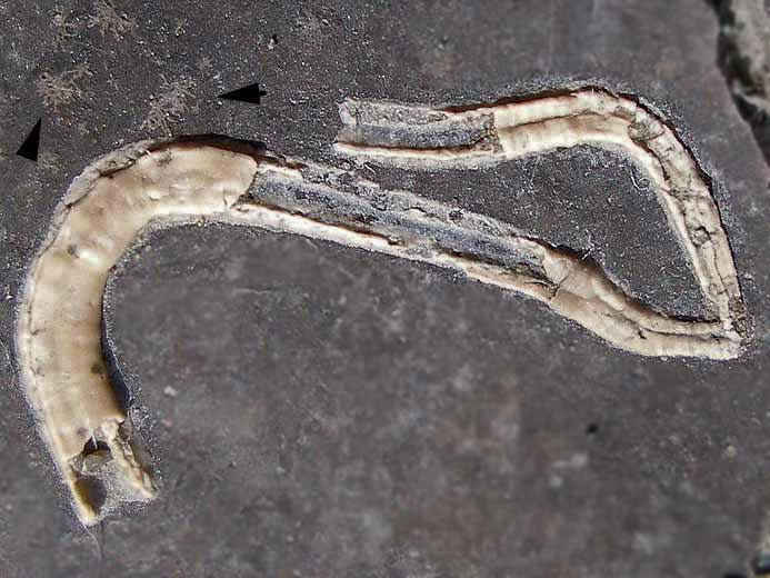 Vers Serpula et traces dans une huitre fossile jurassique Boulonnais