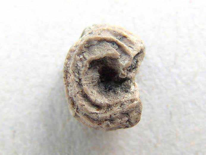 Vers Mucroserpula fossile jurassique Boulonnais