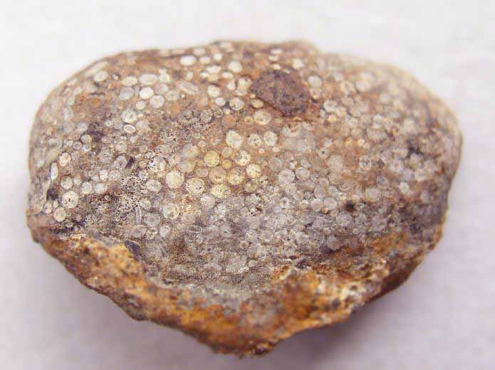 Vers fossile jurassique Boulonnais