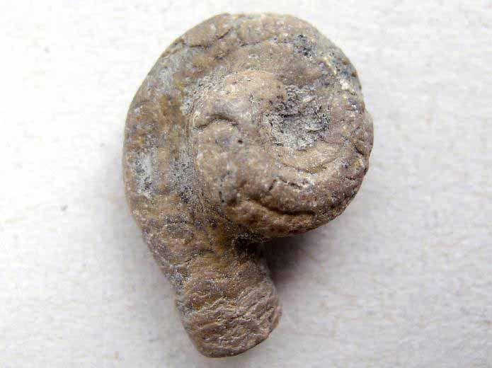Vers Serpula fossile jurassique Boulonnais