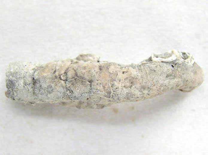Vers Serpula fossile jurassique Boulonnais