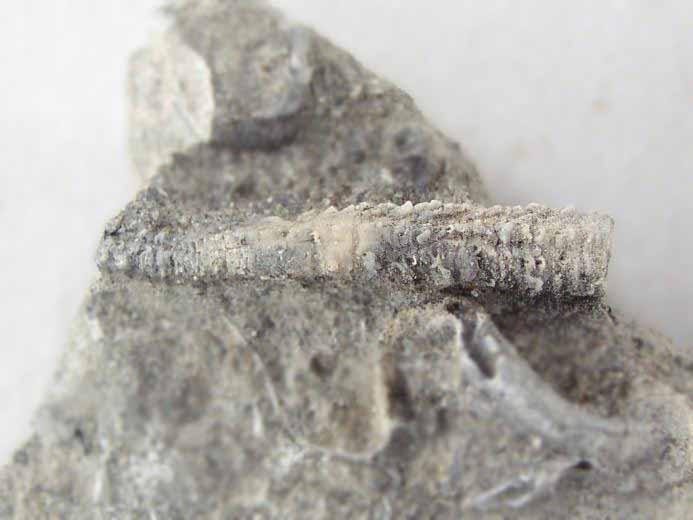 image vers Serpula fossile jurassique Boulonnais