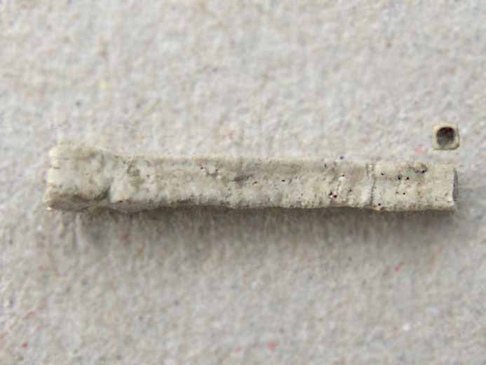 Vers Nogrobs / Tetraserpula dolfussi - fossile jurassique Boulonnais