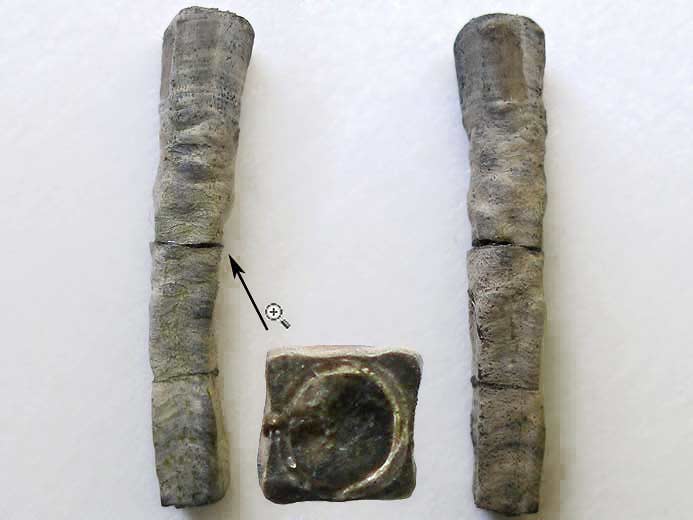 Vers Nogrobs / Tetraserpula jurassique Boulonnais