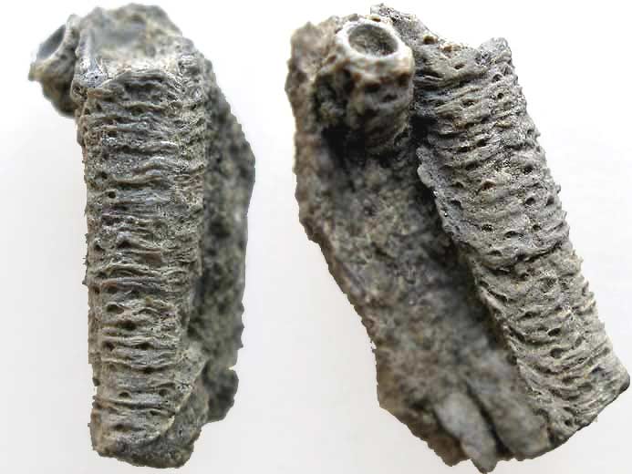 Vers Serpula fossile jurassique Boulonnais