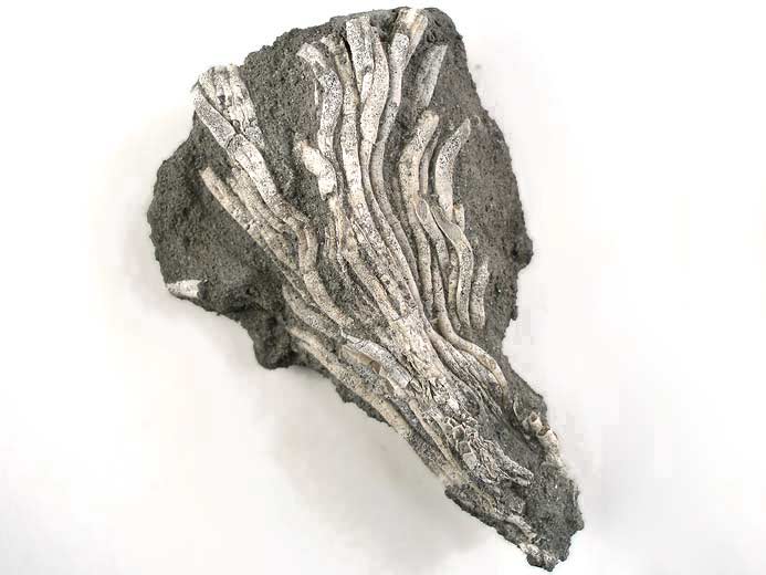 Filograna socialis fossile jurassique Boulonnais