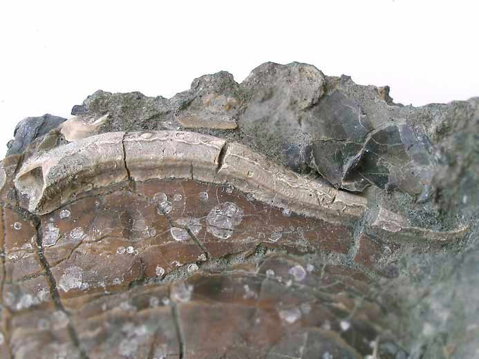image vers Propomatoceros davidsoni fossile jurassique Boulonnais