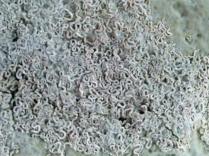 Glomerula gordialis serpentiforme fossile jurassique Boulonnais