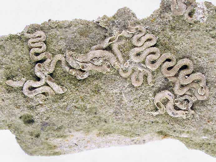 Glomerula gordialis serpentiforme fossile jurassique Boulonnais