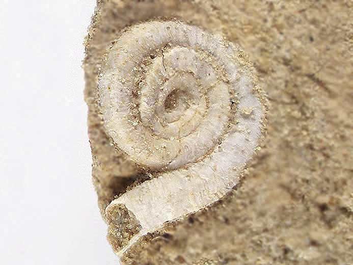 Vers fossile jurassique Boulonnais