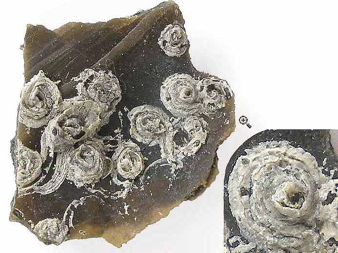 image vers fossile jurassique Boulonnais