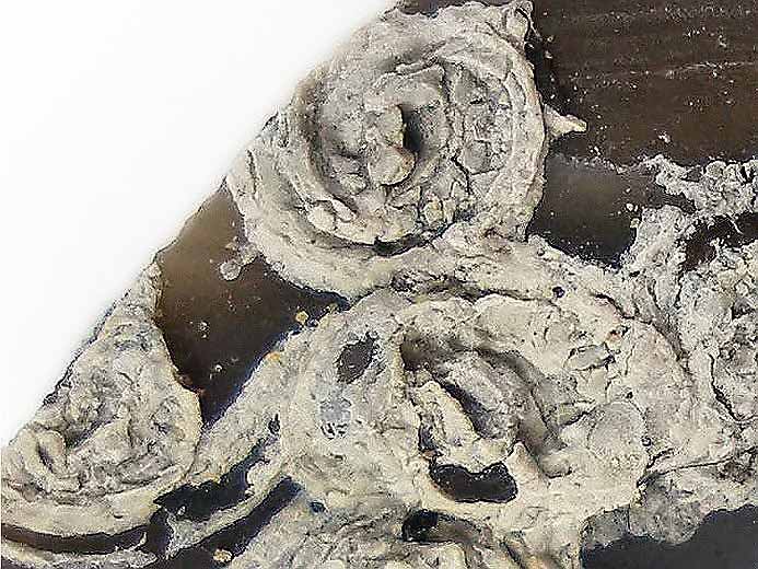 Vers fossile jurassique Boulonnais