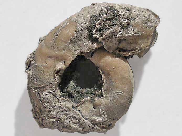 Vers Serpula fossile jurassique Boulonnais