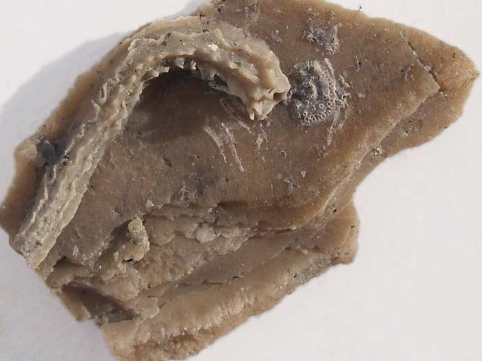 Vers Mucroserpula fossile jurassique Boulonnais
