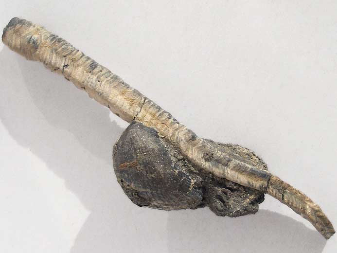 Vers Nogrobs / Tetraserpula jurassique Boulonnais