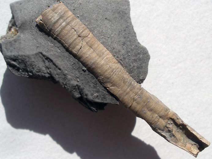 Vers Serpula fossile jurassique Boulonnais