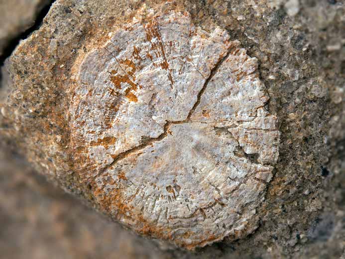 Vers Glomerula sp : opercule fossile jurassique Boulonnais