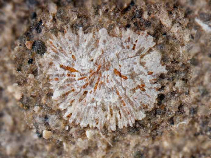 Vers Glomerula sp : opercule fossile jurassique Boulonnais