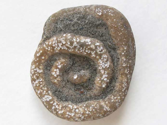 Vers Serpula fossile jurassique Boulonnais