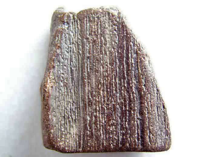 Asteracanthus : Aiguillon fossile du jurassique Boulonnais
