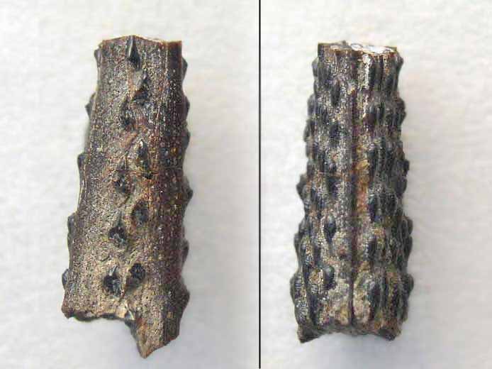 Asteracanthus ornatissimus: Aiguillon fossile du jurassique Boulonnais