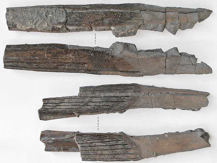 'Hybodus': paire d'aiguillons fossiles du jurassique Boulonnais
