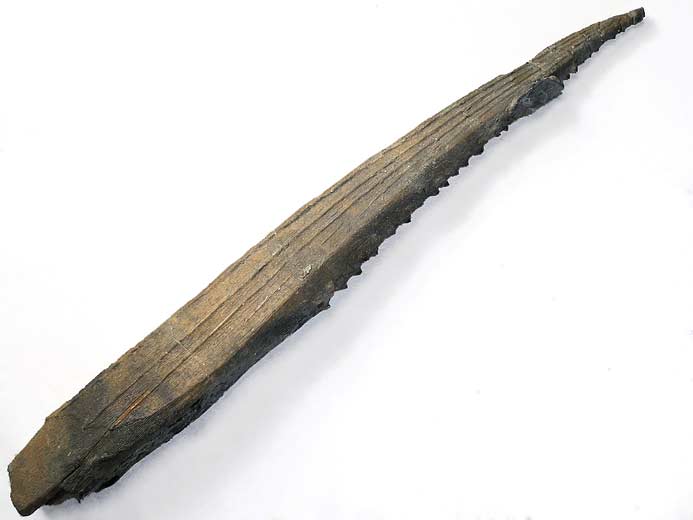 'Hybodus': aiguillon fossile du jurassique Boulonnais