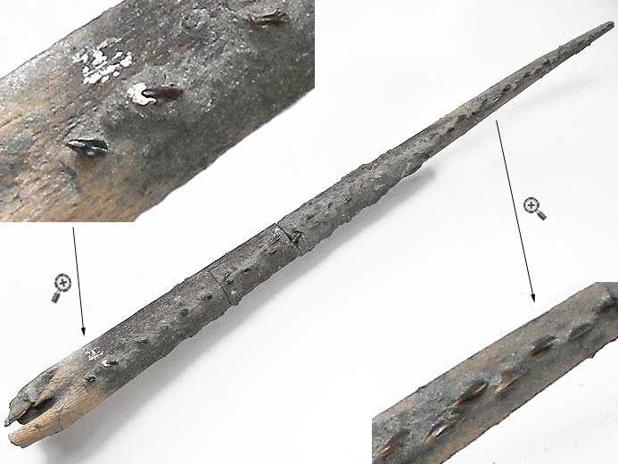 'Hybodus': aiguillon fossile du jurassique Boulonnais