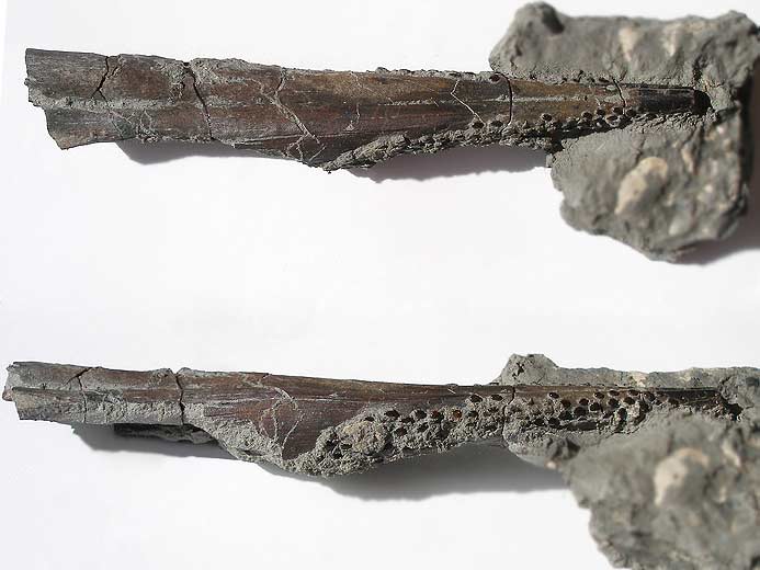 Paracestracion : Aiguillon fossile du jurassique Boulonnais