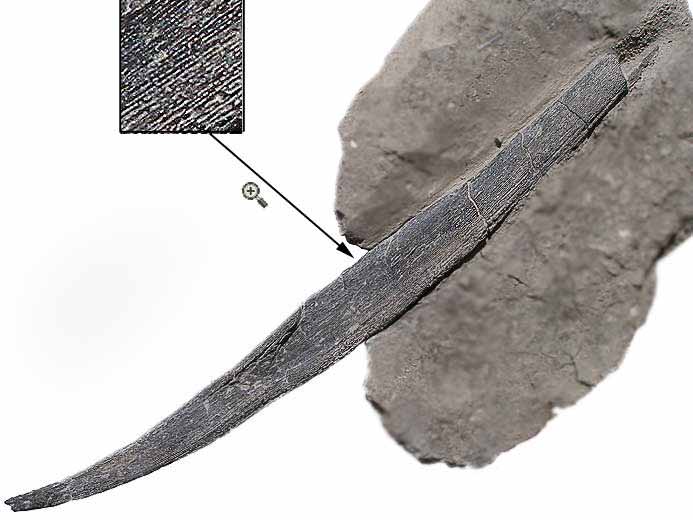 Ischyodus : Aiguillon fossile du jurassique Boulonnais