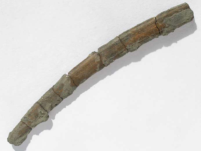 Ischyodus : Aiguillon fossile du jurassique Boulonnais