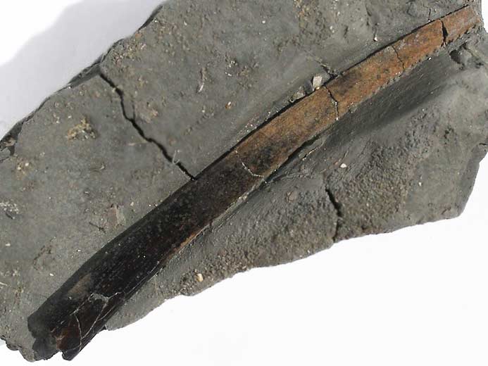 Ischyodus : Aiguillon fossile du jurassique Boulonnais