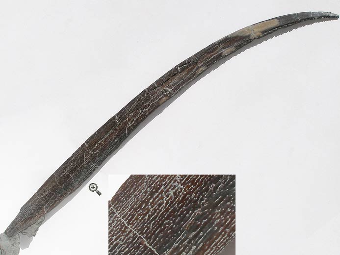 Ischyodus : aiguillon fossile du jurassique Boulonnais