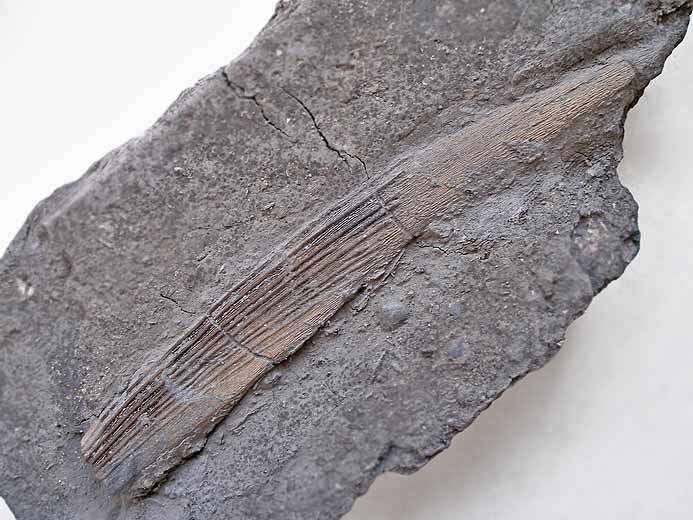'Hybodus': aiguillon fossile du jurassique Boulonnais