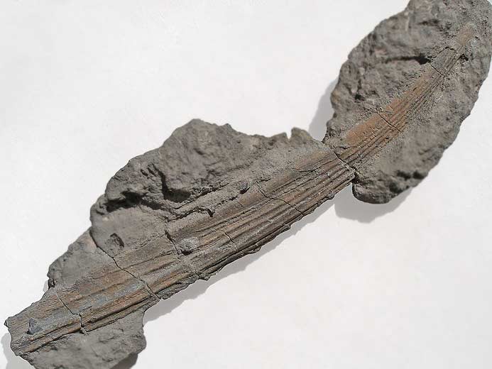 'Hybodus': aiguillon fossile du jurassique Boulonnais
