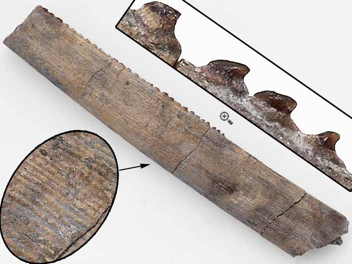 Chimre : aiguillon fossile du jurassique Boulonnais