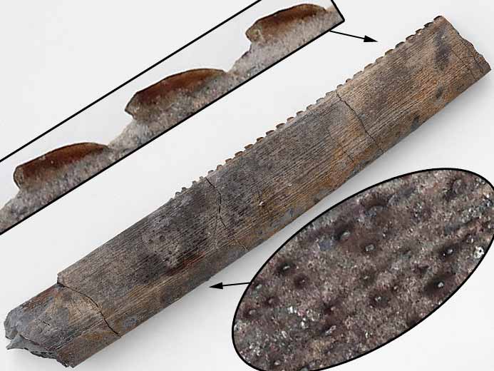 Chimre : aiguillon fossile du jurassique Boulonnais