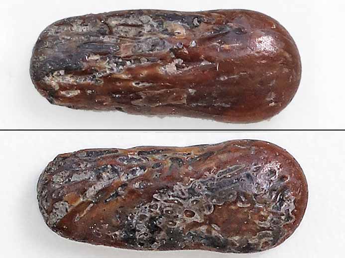 Aiguillon divers  fossile du jurassique Boulonnais