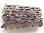 Asteracanthus : aiguillon fossile du jurassique Boulonnais