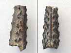 Asteracanthus : aiguillon fossile du jurassique Boulonnais