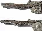 Paracestracion : aiguillon fossile du jurassique Boulonnais